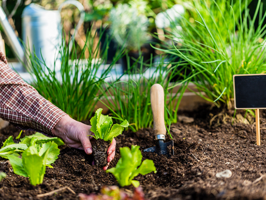 Vegetable gardening